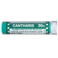 Cantharis 80PC by Ollois