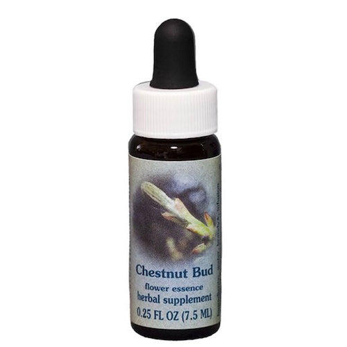 Chestnut Bud Dropper 0.25 oz by Flower Essence Services